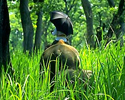 Nepal Jungle Tour