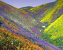 Valley of Flowers